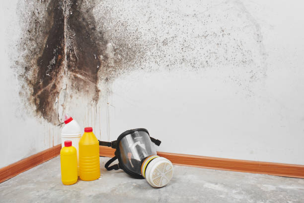Best Professional Mold Removal  in Bellerose Terrace, NY