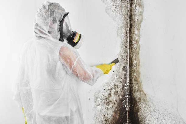 Best Residential Mold Removal  in Bellerose Terrace, NY