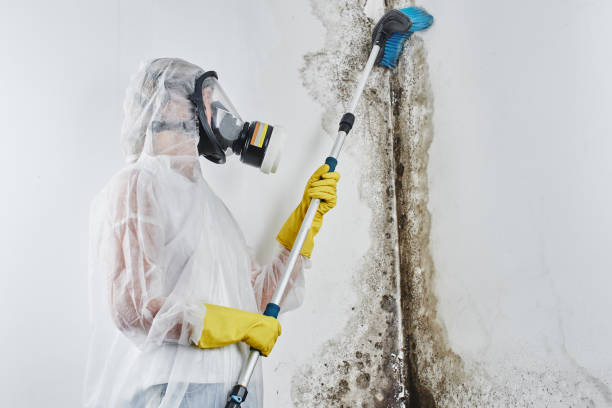 Best Mold Damage Repair  in Bellerose Terrace, NY