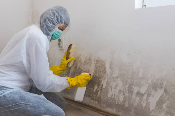 Attic Mold Removal in Bellerose Terrace, NY