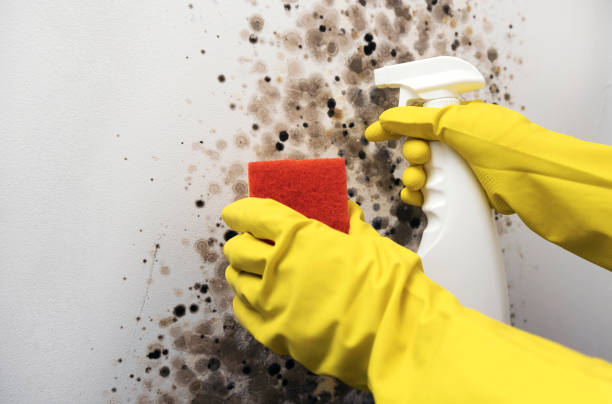 Best Home Mold Removal  in Bellerose Terrace, NY